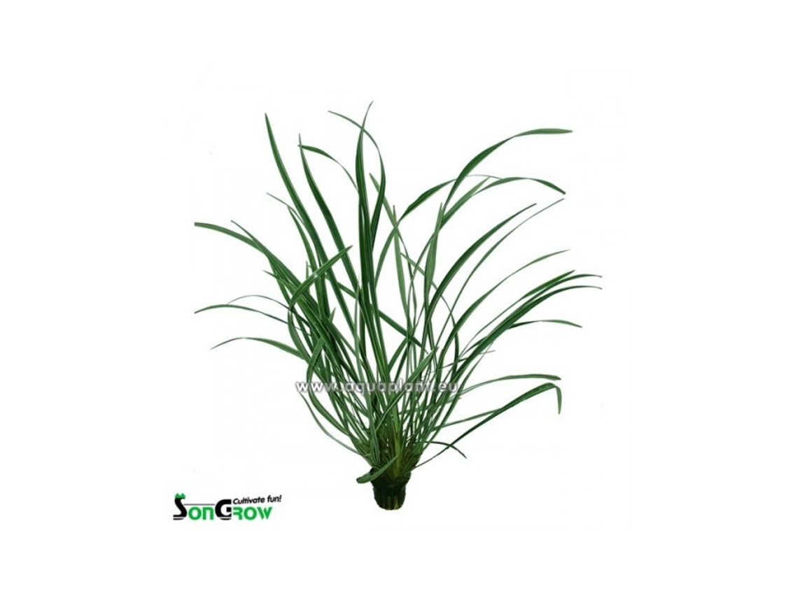 Ophiopogon Variegata