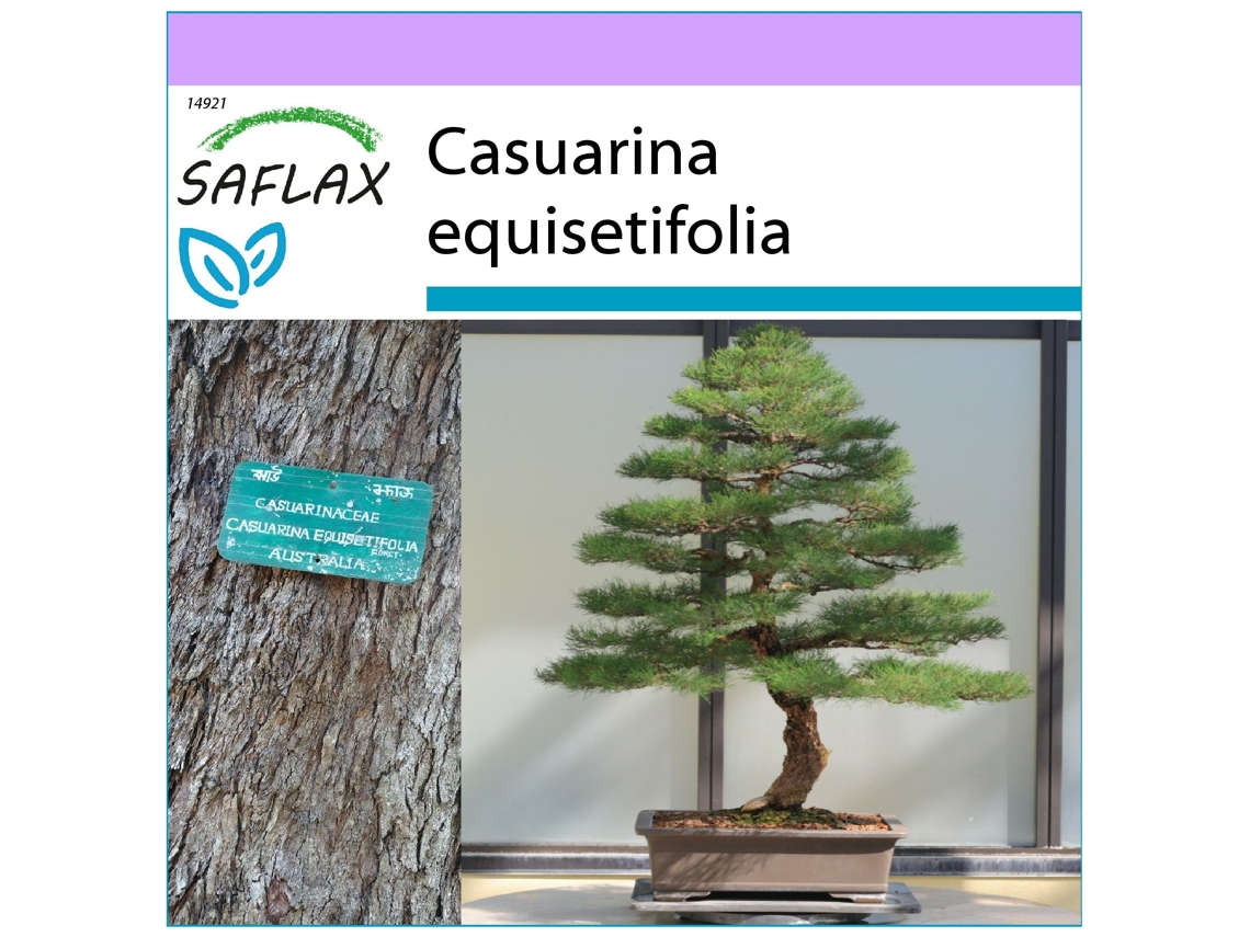 SAFLAX Pino australiano 200 semillas Casuarina equisetifolia