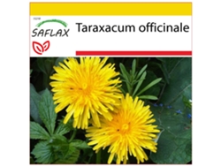 SAFLAX Conjunto de cultivo Diente de león 200 semillas Con mini invernadero, sustrato de cultivo y 2 macetas Taraxacum officinale