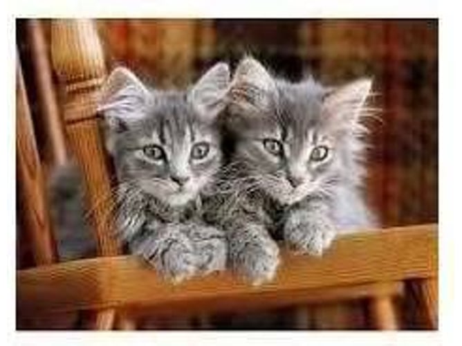 Puzzle CLEMENTONI Kittens (500 Piezas)