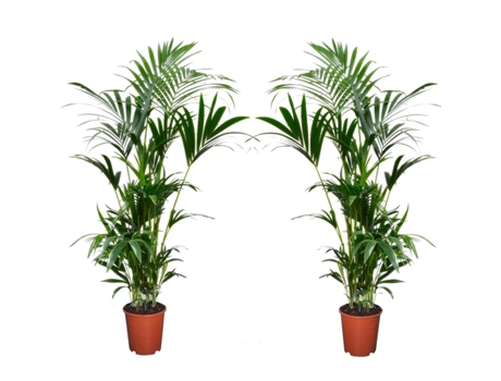 Palmeras - PLANT IN A BOX - Howea Forsteriana - Set de 2 - Maceta 18cm - Altura 90-100cm