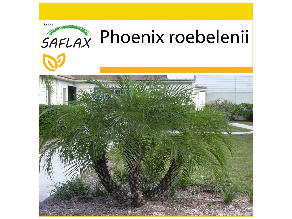 SAFLAX Conjunto de cultivo Palmera datilera enana 25 semillas Con mini invernadero, sustrato de cultivo y 2 macetas Phoenix roebelenii