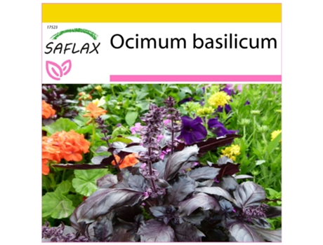 SAFLAX Conjunto de cultivo Albahaca 200 semillas Con mini invernadero, sustrato de cultivo y 2 macetas Ocimum basilicum