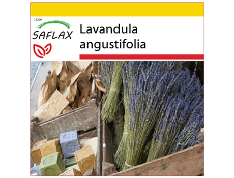 SAFLAX Conjunto de cultivo Lavanda 150 semillas Con mini invernadero, sustrato de cultivo y 2 macetas Lavandula angustifolia