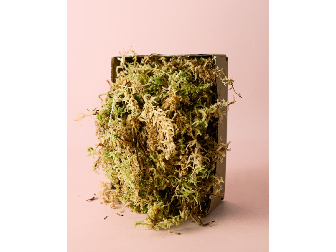 Musgo Sphagnum 100g – Sustrato natural para orquídeas y terrarios