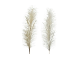 Pluma