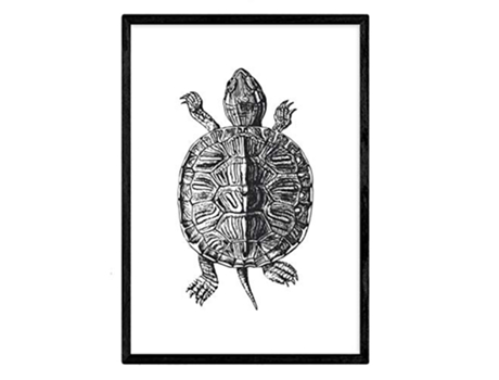 Láminas NACNIC Tortuga Andando (A3)