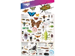 Libro Dk Findout! Bugs Poster (Inglés)