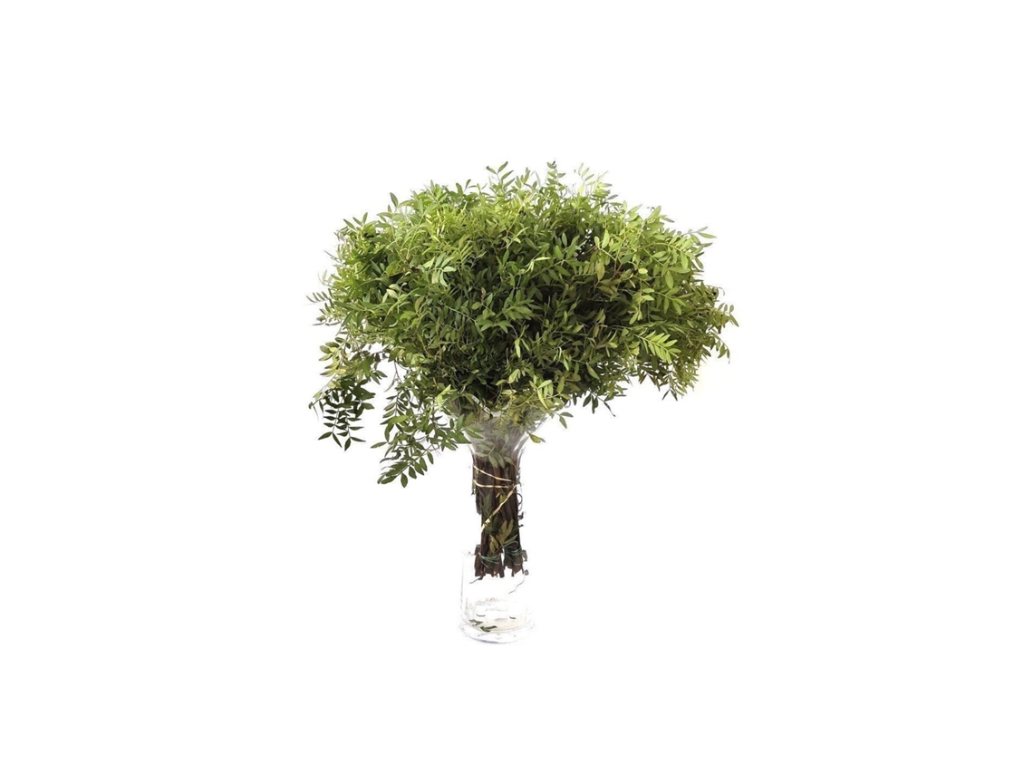 Lentisco | Flor Natural | Ramo de 50 tallos | Verde | 60cm de alto