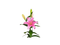 Liliums La | Flor Natural | Ramo De 10 Tallos | 80cm De Alto Rosa