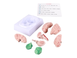 Modelo Anatómico Del Cerebro Humano Para Niños - Estudio De Neurociencia - Molde Para La Escuela Y El Hogar