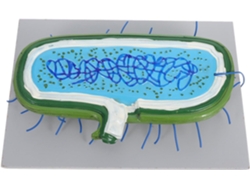 Kit Educativo Interactivo Con Modelo De Célula Humana Desmontable Para La Enseñanza De La Biología.