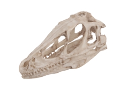 Modelo de cabeza de dinosaurio de resina decorativo y educativo