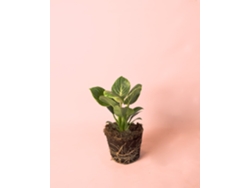 Filodendro Birkin | Planta tropical de interior natural, resistente y de primera calidad | Pur Plant
