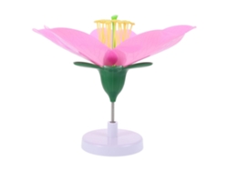 Modelo Artificial De Flor De Durazno A Gran Escala Para La Enseñanza De La Biología.