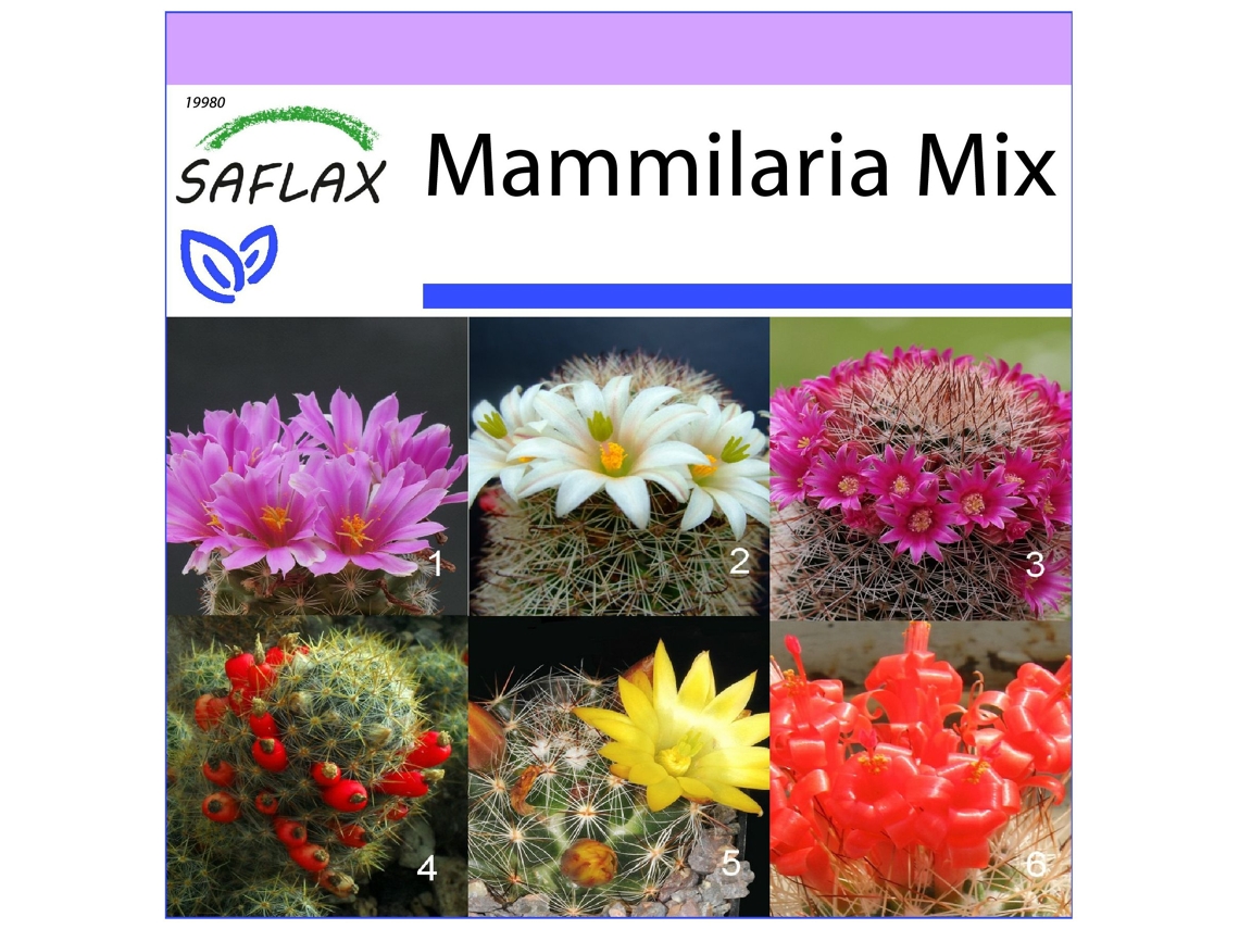 SAFLAX Mezcla mammillaria 40 semillas Mammilaria Mix