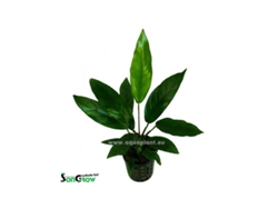 Anubias Barteri Glabra