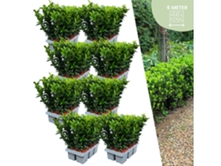 48 plantas de seto de huso verde | Euonymus japonicus Aguja verde | reemplazo de boj | plantas de seto resistentes