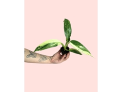Filodendro Jose Buono Mini | Planta tropical de interior, rara y resistente | Pur Plant