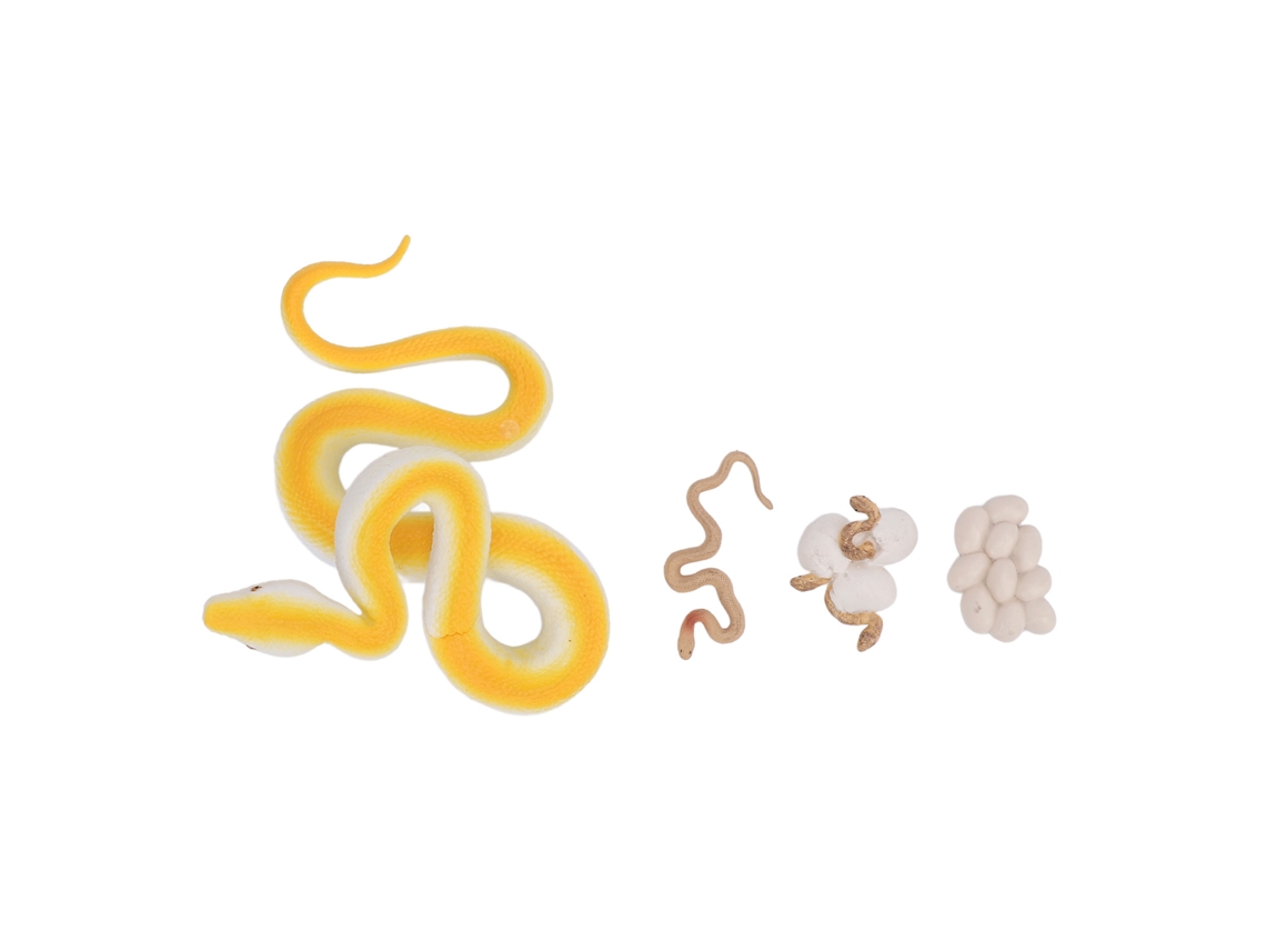 Conjunto De Figuras Del Ciclo De Vida De La Serpiente, Juguete Educativo, Modelo De Pvc