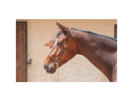 Cabezada de cuero para caballos T de T