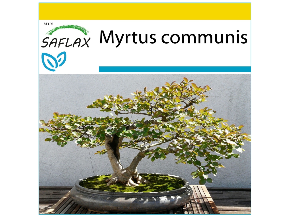 SAFLAX Conjunto de cultivo Mirto 30 semillas Con mini invernadero, sustrato de cultivo y 2 macetas Myrtus communis