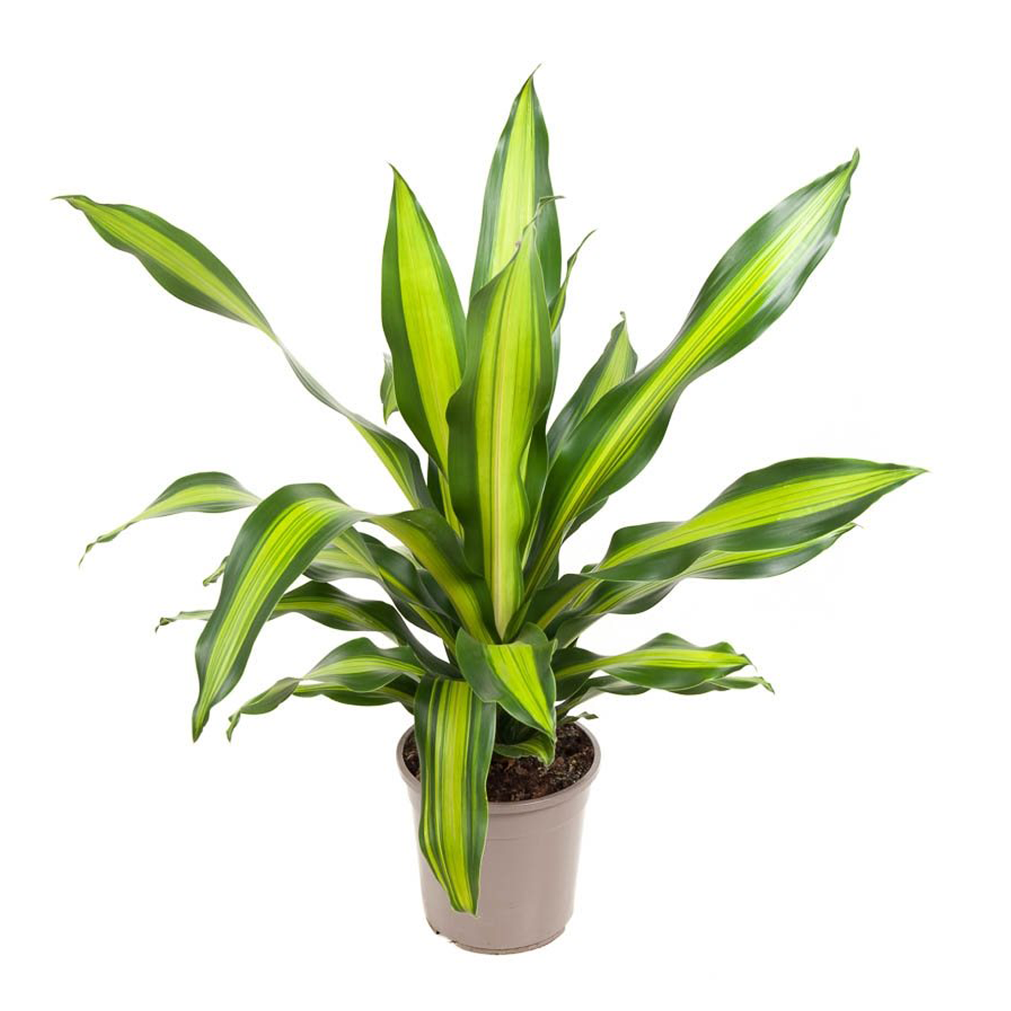 Plantas verdes - PLANT IN A BOX - Dracaena fragrans 'Charley' - Set de 1 - Maceta 24cm - Altura 100-110cm