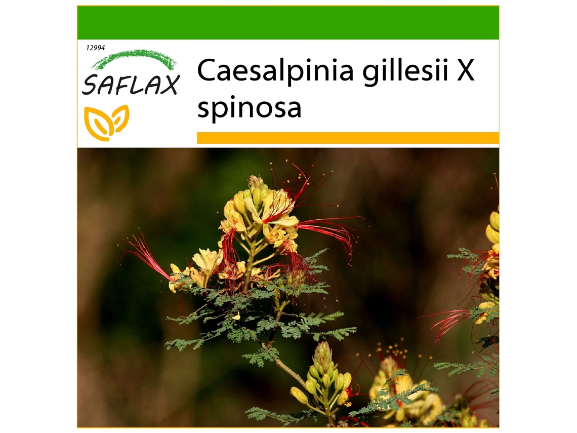 SAFLAX Ave del paraíso 10 semillas Con sustrato de cultivo libre de gérmenes Caesalpinia gillesii X spinosa