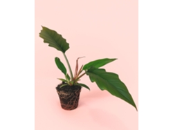 Filodendro Choco Empress | Planta tropical de interior premium y resistente | Pur Plant