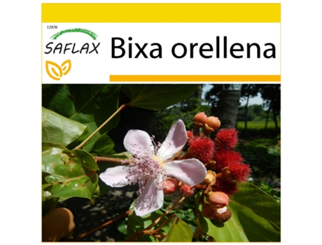 SAFLAX Conjunto de cultivo Achiote 20 semillas Con mini invernadero, sustrato de cultivo y 2 macetas Bixa orellena