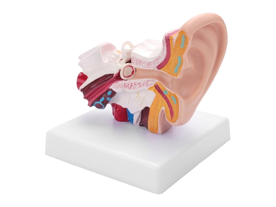 Modelo Anatomico De Oido Humano 1.5x Agrandado Para Aprendizaje Y Display