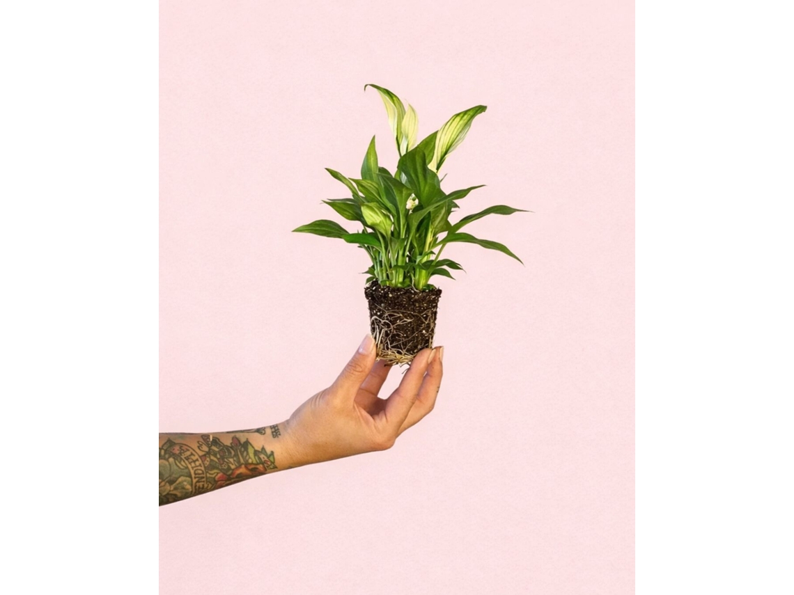 Espatifilo Cupido Perla | Planta compacta de interior con flor | Pur Plant