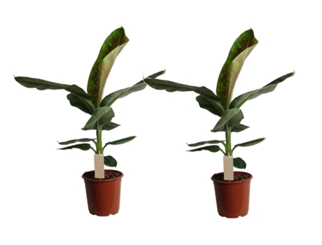 Plantas verdes - PLANT IN A BOX - Musa Dwarf Cavendish - Set de 2 - Maceta 21cm - Altura 90-100cm