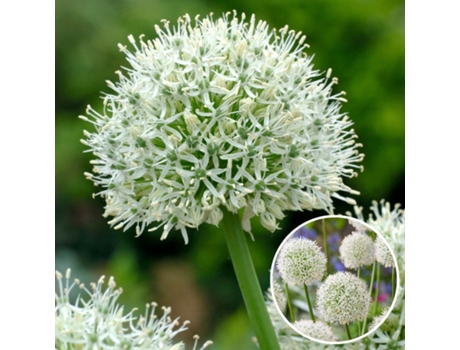 Bulbos de flor - PLANT IN A BOX - Allium Mount Everest - Set de 6 - Maceta 0cm - Altura 0cm