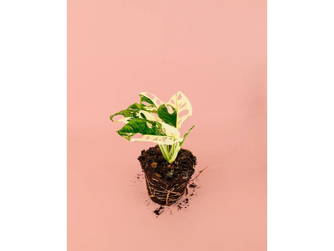 Monstera Mono Abigarrada | Plantas Naturales de Interior | Pur Plant