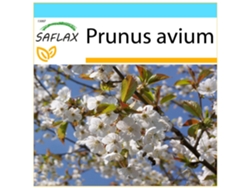 SAFLAX Set de regalo Cerezo silvestre 10 semillas Con caja de regalo, etiqueta de envío, tarjeta de regalo y sustrato de cultivo. Prunus avium