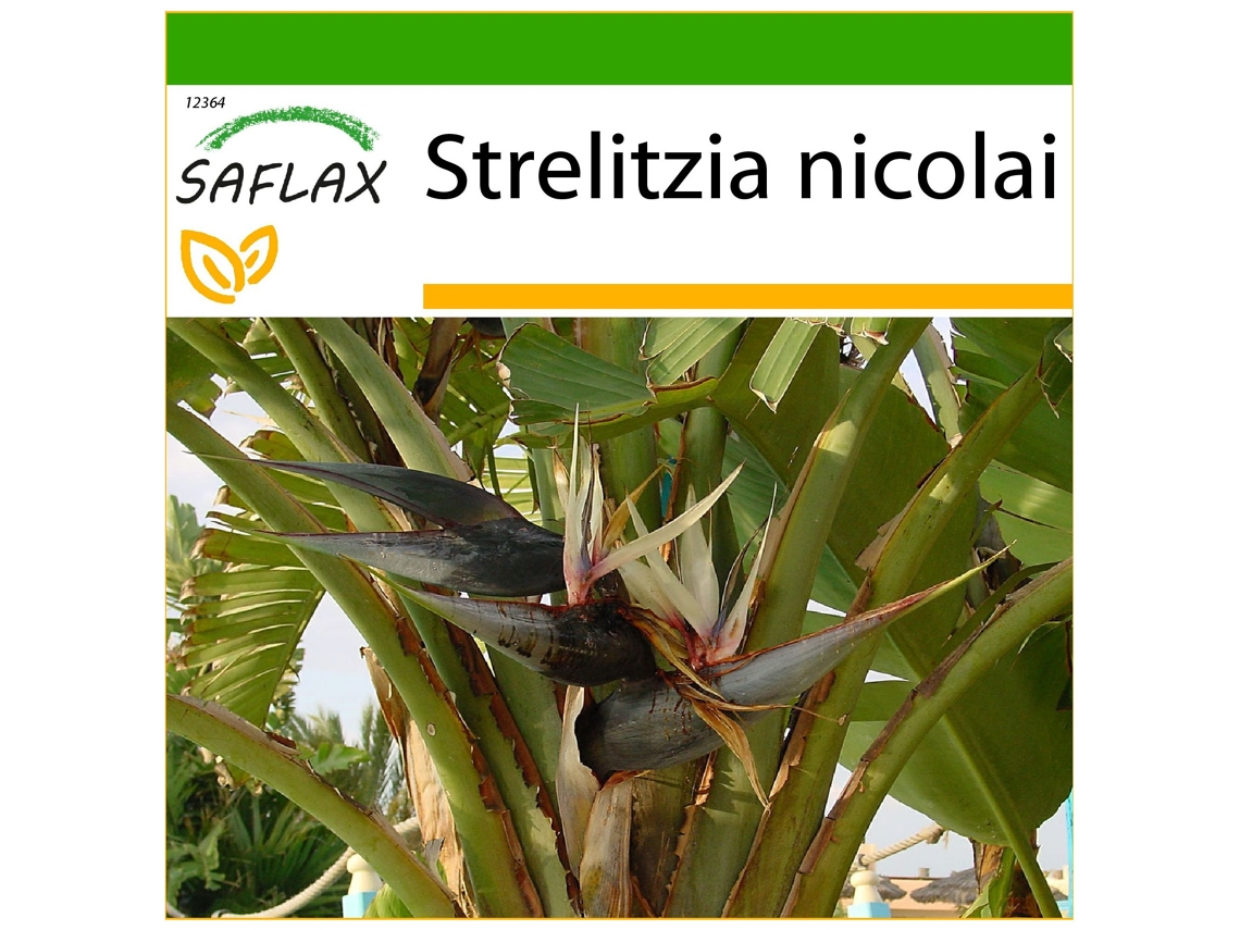 SAFLAX Ave del Paraíso gigante 5 semillas Con sustrato de cultivo libre de gérmenes Strelitzia nicolai