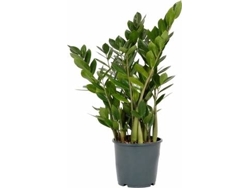 Planta Natural BIOMAPLANTS Zamioculcas Zamiifolia (60-70 cm)