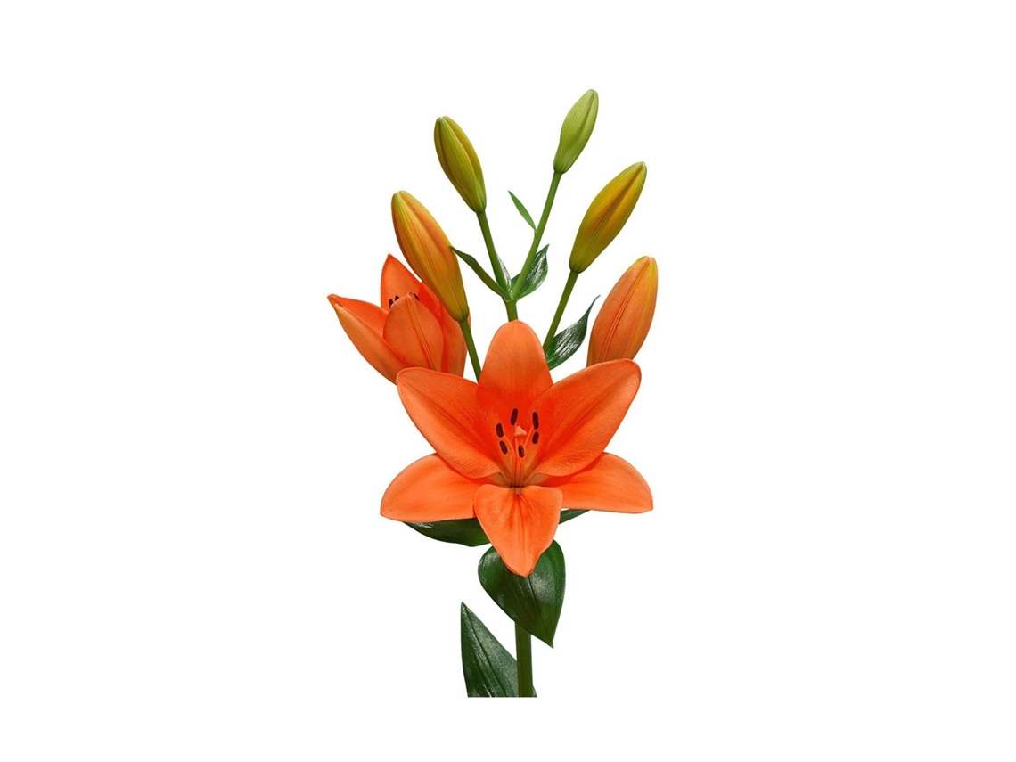 Liliums La | Flor Natural | Ramo De 10 Tallos | 80cm De Alto Naranja