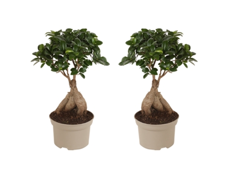 Bonsáis - PLANT IN A BOX - Ficus microcarpa Ginseng - Set de 2 - Maceta 12cm - Altura 30-40cm