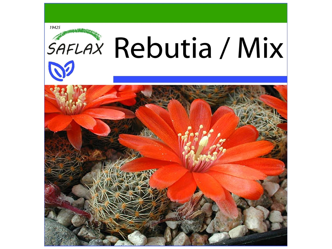SAFLAX Rebutia 40 semillas Con sustrato de cultivo libre de gérmenes Rebutia / Mix