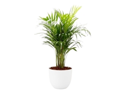 Planta Natural BIOMA PLANTS Areca c/Florero (Biodegradable, Granito - Blanco)