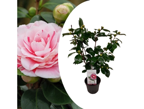 Plantas con flores - PLANT IN A BOX - Camellia japonica Bonomiana - Set de 1 - Maceta 15cm - Altura 50-60cm