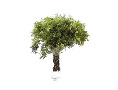 Lentisco | Flor Natural | Ramo de 50 tallos | Verde | 60cm de alto