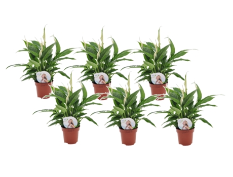 Plantas con flores - PLANT IN A BOX - Spathiphyllum 'Torelli' - Set de 6 - Maceta 12cm - Altura 30-45cm