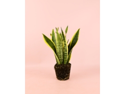 Sansevieria Trifasciata | Planta de interior resistente natural | Planta Pur