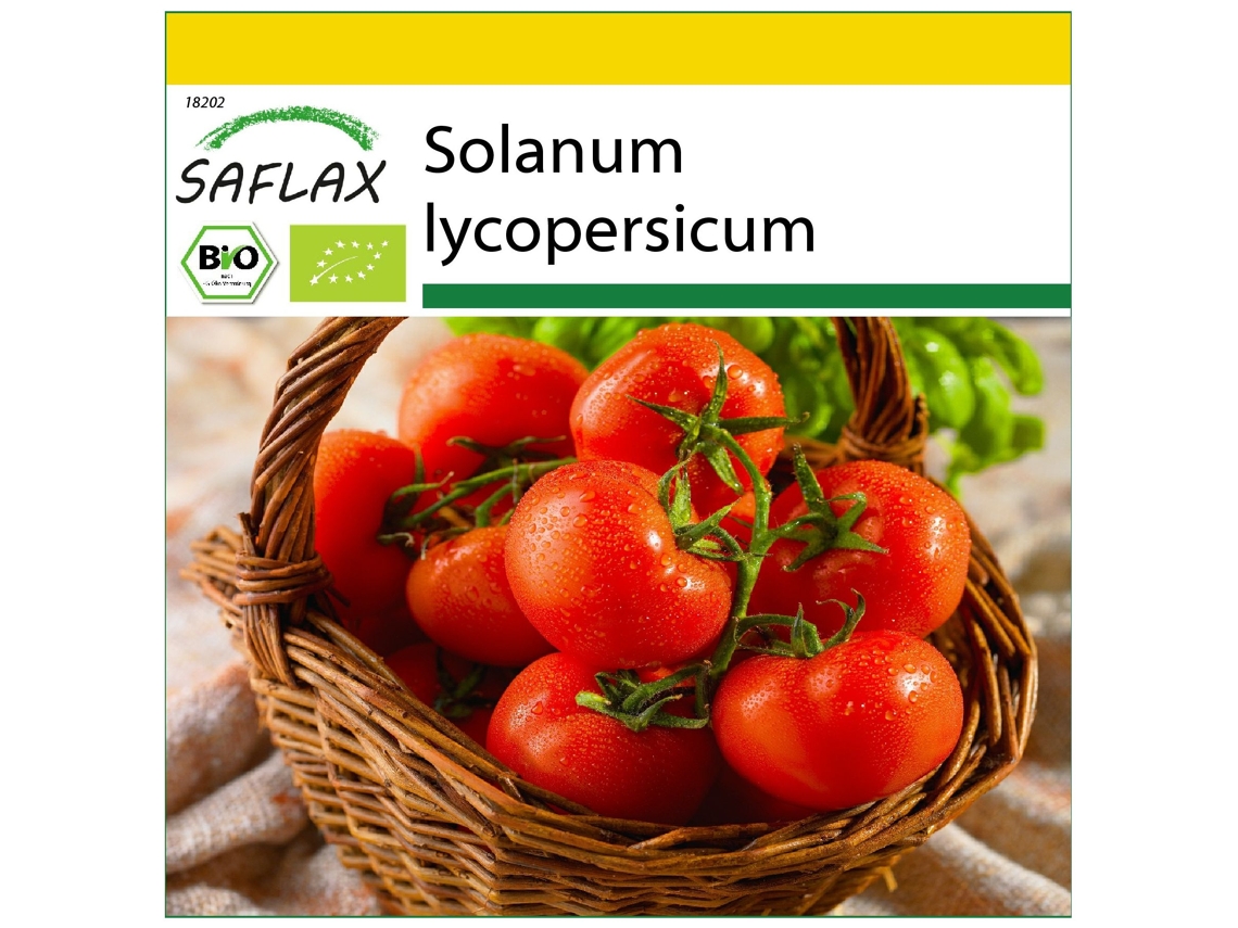 SAFLAX Conjunto de cultivo Ecológico Tomate Rosa de Berna 10 semillas Con mini invernadero, sustrato de cultivo y 2 macetas Solanum lycopersicum