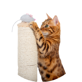 Rascadores para Gatos