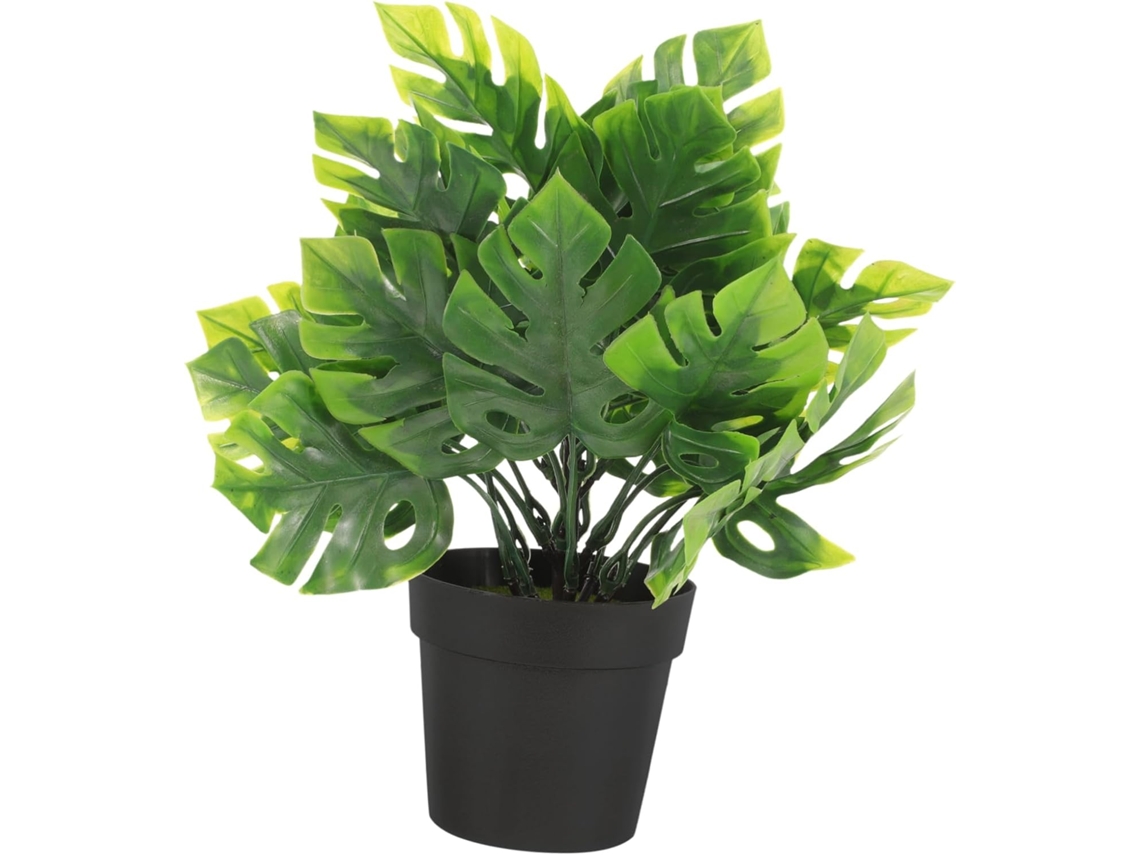 Mini bonsái monstera, planta, mesa de baño interior, maceta de plástico. Gokoco