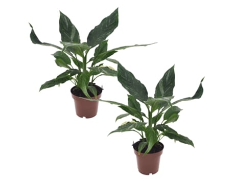 Plantas con flores - PLANT IN A BOX - Spathiphyllum Diamond - Set de 2 - Maceta 12cm - Altura 40-50cm